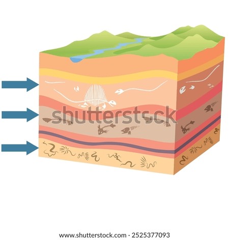 The formation of fossils, fossilization - the process of forming fossils. Fossil formation. The formation of a dinosaur fossil