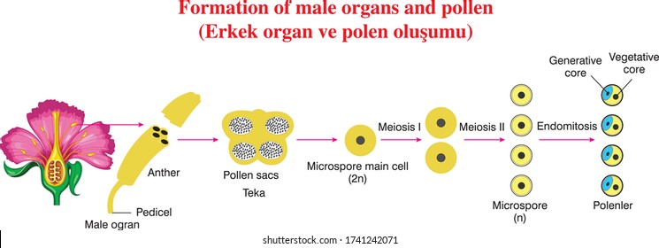 Formation of male organs and pollen