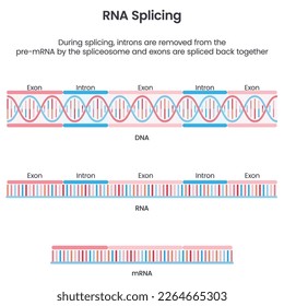 Formation of mature mRNA through splicing scientific vector illustration infographic