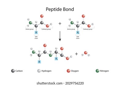 Formation Of Peptide Bond. Protein Biosynthesis Reaction