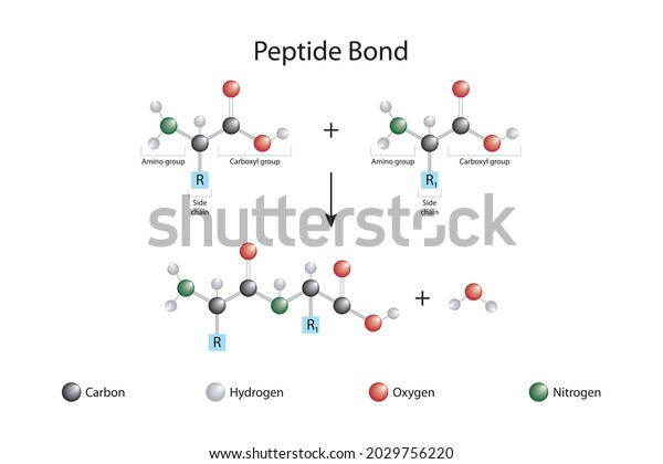 Formation\
of peptide bond. Protein biosynthesis\
reaction
