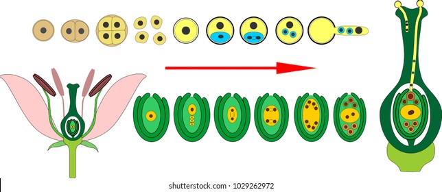 Formation of pollen grains and embryo sac. Double fertilization
