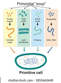 The formation of the primitive cell from the primordial soup