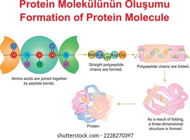 Bildung von Protein Molecule, Bildungsanzeiger