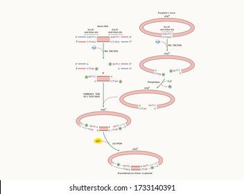 Formation of a recombinant, or chimeric, plasmid from donor DNA and a recipient vector. Microbial Genetics, Biology lesson shapes