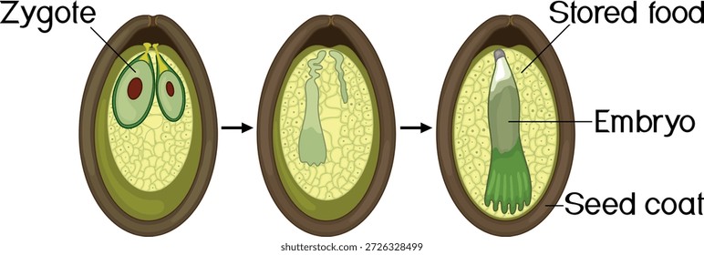 Formación de semilla en abeto. Proceso en abeto desde el cigoto hasta la semilla con embrión