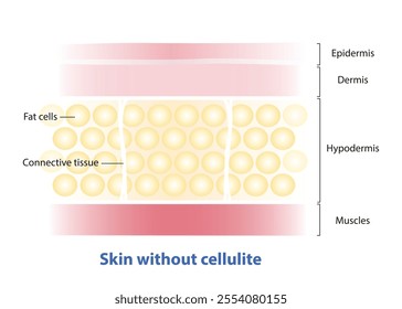 Formation of skin without cellulite vector illustration isolated on white background. Cross section of skin smooth without cellulite, fatty deposits and regular texture. Skin care and beauty concept.