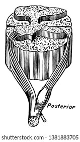 Formação de um nervo espinhal, vintage desenho de linha ou gravura ilustração.