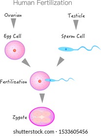 Formation Stages Fertilization Sperm Testis Egg Stock Vector (Royalty ...