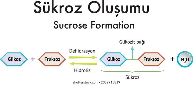 Formation of Sucrose, Glucose, Fructose, Dehydration, Hydrolysis, Sucrose, Glucoside Bond, Chemistry, Chemistry Lesson, Molecule, Atom, Sükroz Oluşumu, Tuz Oluşumu, Kimya Formülleri, Formül, Kimya
