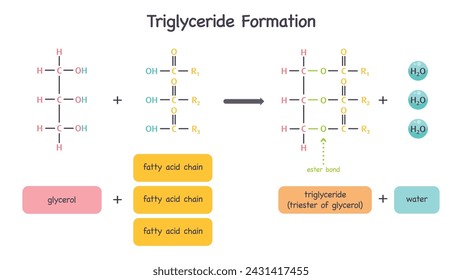 Formation of triglycerides from glycerol and fatty acids science vector illustration graphic diagram