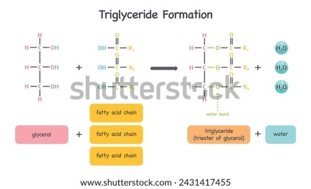 Formation of triglycerides from glycerol and fatty acids science vector illustration graphic diagram
