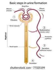 2,459 Nephron Images, Stock Photos & Vectors | Shutterstock