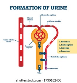 Formation Of Urine Vector Illustration. Labeled Creation Process Explanation. Filtration, Reabsorption, Secretion And Excretion Stages Steps. Bowmans Capsule, Arteriole And Artery Anatomical Diagram.