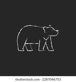 Formosan bear chalk white icon on dark background. White-throated taiwanesse mammal. Asiatic wildlife. Stocky build black fur taiwan endemic. Isolated vector chalkboard illustration on black