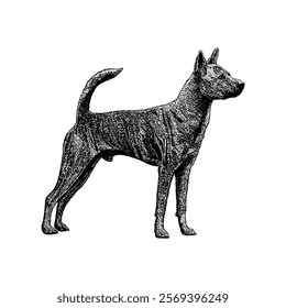 Formosan Mountain Dog hand drawing vector isolated on white background.