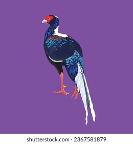 Formosan Pheasant and Blue-bellied Pheasant Illustration Standing Figure svg