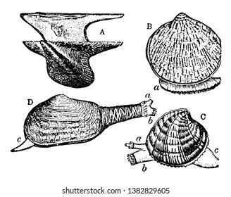 Forms of Bivalves has Avicula and Pectunculus with extended foot, vintage line drawing or engraving illustration.