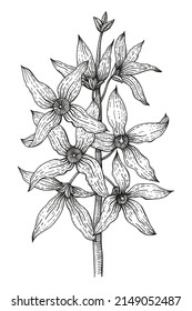 Forsythia branch. Golden Bell, blossoming flowers. Hand drawn vintage vector illustration in black and white style. Can be used for cards, invitations, banners, posters, print design.