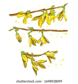 Forsythia flower in artistic style. Forsythia flower set. Yellow spring flower set