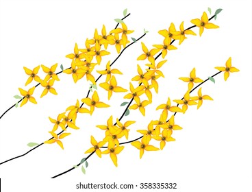 forsythia flower ,yellow flower branch on white background,vector illustration