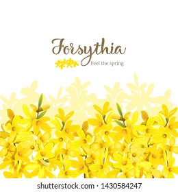 Forsythia frame bottom border. Card template. Feel the spring. blossoming yellow spring tree. Golden Bell, flowers boxing. Vector illustration. For prints, poster, flyer, text copy space.