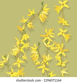  Forsythia.Spring flowers. Yellow flowering shrub. Garden plants. Botanical illustration. Yellow spring forsythia branches.