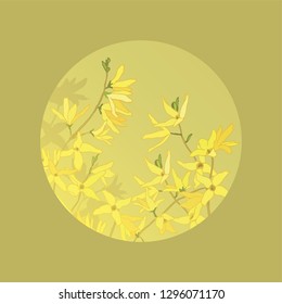  Forsythia.Spring flowers. Yellow flowering shrub. Garden plants. Botanical illustration. Yellow spring forsythia branches.