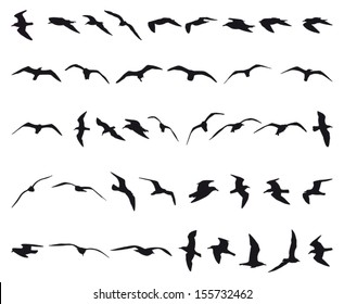 Forty seagulls flying black silhouettes