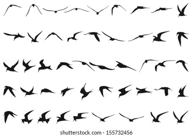Forty-seven Little Terns flying black silhouettes