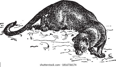 Fossa (animal), From the Dictionary of Word and Things, 1888.