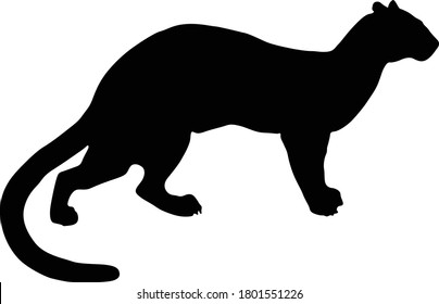 Fossa (Cryptoprocta ferox) Silhouette Found In Map Of Africa