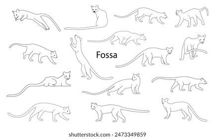 Fossa line silhouette set. Madagascar wildlife fossa. top hunter, lemur hunter Lemur.vector illustration.