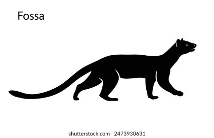 Fossa silhouette. Madagascar wildlife fossa. top hunter, lemur hunter Lemur.vector illustration.