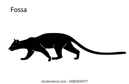 Fossa silhouette. Madagascar wildlife fossa. top hunter, lemur hunter Lemur.vector illustration.