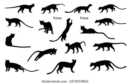 Fossa silhouette set. Madagascar wildlife fossa. top hunter, lemur hunter Lemur.vector illustration.