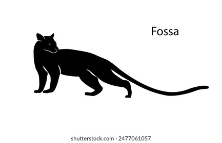 Fossa silhouette Top hunter, lemur hunter. madagascar wildlife