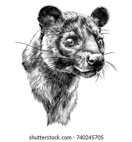 fossa sketch vector graphics head black-and-white monochrome pattern