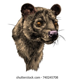 fossa sketch vector graphics head colored drawing