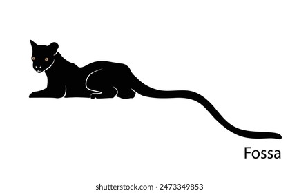 Fossa, top hunter, lemur hunter. Madagascar wildlife. Vector illustration.