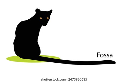 Fossa, top hunter, lemur hunter. Madagascar wildlife. Vector illustration.