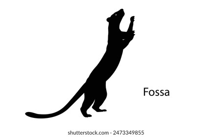 Fossa. Fossa, wildlife of Madagascar. top hunter, lemur hunter Lemur.vector illustration.