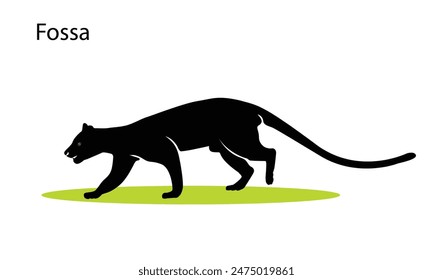 Fossa. Fossa, wildlife of Madagascar. top hunter, lemur hunter Lemur.vector illustration.