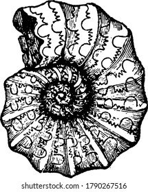 A fossil of Ammonite cephalopod, vintage line drawing or engraving illustration.