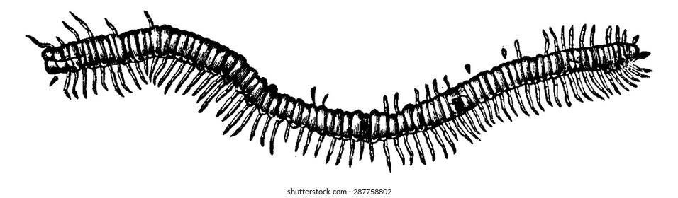Fossil centipede (Euphoberia Brownii) found in the coalfield Glasgow, vintage engraved illustration. Earth before man  1886.