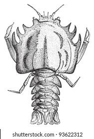 Fossil crab (Eryon arctiformis) / vintage illustration from Meyers Konversations-Lexikon 1897