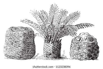 Fossil cycads of the muddy layers of Portland Island, vintage engraved illustration. From Natural Creation and Living Beings.
