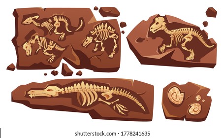 Fossil dinosaurs skeletons, buried snails shells, paleontology finds. Vector cartoon illustration of stone sections with bones of prehistoric reptiles and ammonites isolated on white background