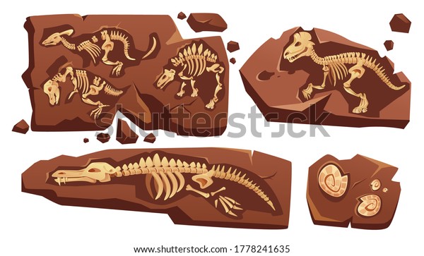 Fossil dinosaurs skeletons, buried snails\
shells, paleontology finds. Vector cartoon illustration of stone\
sections with bones of prehistoric reptiles and ammonites isolated\
on white background