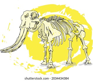 Fossil elephas hysudrindicus - fosil gajah purba